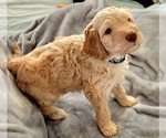 Puppy Puppy 3 Prance Bernedoodle