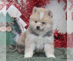 Small #3 Pomsky