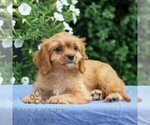Small #3 Cavapoo