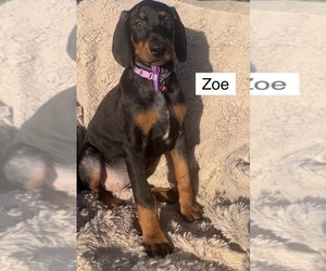Doberman Pinscher Puppy for Sale in POMEROY, Ohio USA