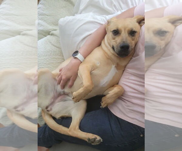 Medium Photo #4 Black Mouth Cur-Unknown Mix Puppy For Sale in Okolona, MS, USA