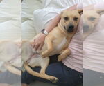 Small #3 Black Mouth Cur Mix