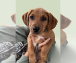 SAVANNAH'S LITTER: ONTARIO - Male Labbe Dog for Adoption - Small photo