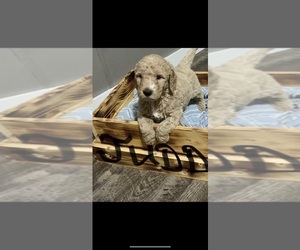 Goldendoodle Puppy for Sale in PERU, Indiana USA