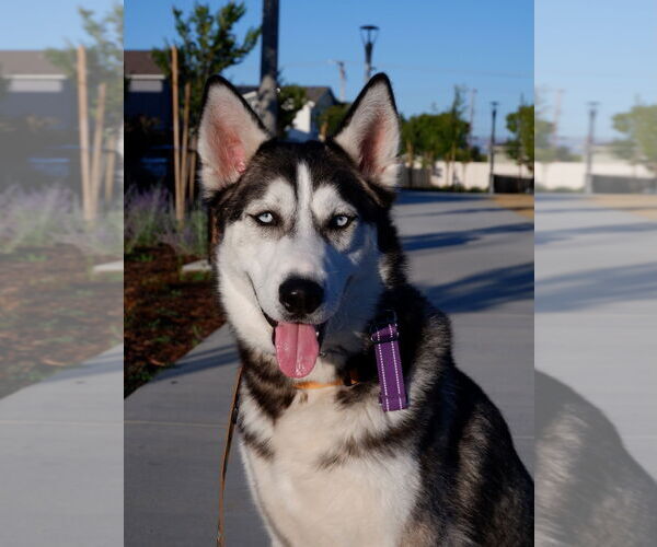 Medium Photo #7 - Mix Puppy For Sale in Woodland Hills, CA, USA