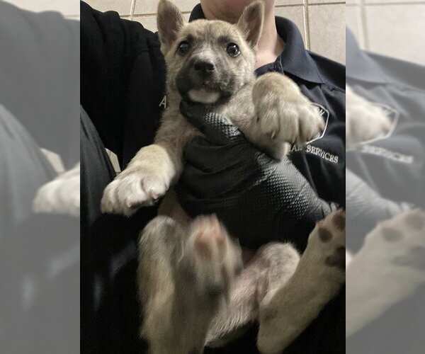 Medium Photo #1 Mutt Puppy For Sale in Stockton, CA, USA