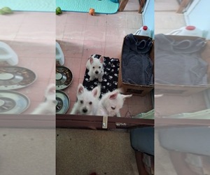 West Highland White Terrier Puppy for sale in HELENA, OH, USA