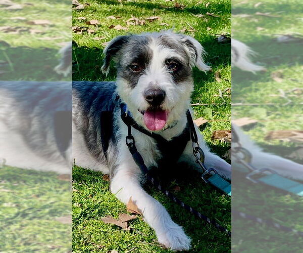 Medium Photo #1 Mutt Puppy For Sale in Mission Viejo, CA, USA