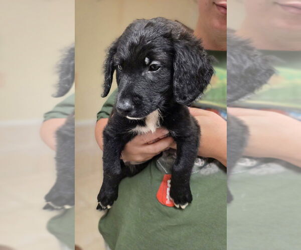Medium Photo #2 Golden Retriever-Unknown Mix Puppy For Sale in Osgood, IN, USA