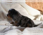 Small #2 Cavalier King Charles Spaniel