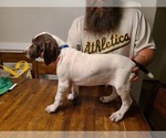 Small Photo #9 German Shorthaired Pointer Puppy For Sale in HELENA, MT, USA