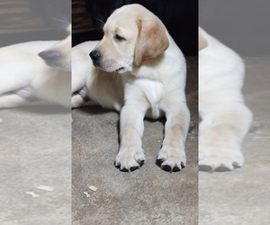 Labrador Retriever Puppy for sale in CONFLUENCE, PA, USA