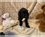 Small Photo #9 Cockalier Puppy For Sale in HERNDON, VA, USA