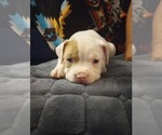 Small #2 American Bully