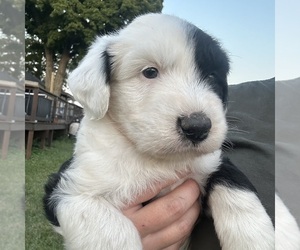 Australian Shepherd-Old English Sheepdog Mix Puppy for sale in SHIPMAN, IL, USA