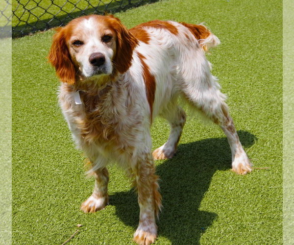 Medium Photo #3 Brittany Puppy For Sale in Curwensville, PA, USA