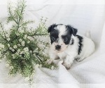 Small Photo #6 Coton de Tulear Puppy For Sale in FELTON, PA, USA