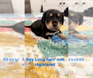 Dachshund Puppy for sale in DOUGLAS, GA, USA