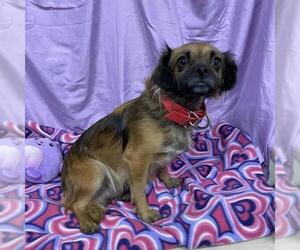 Chihuahua-Unknown Mix Dogs for adoption in Modesto, CA, USA