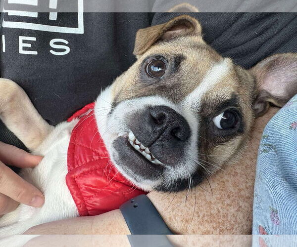 Medium Photo #11 Pug-Unknown Mix Puppy For Sale in Sheboygan, WI, USA