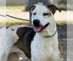 American Pit Bull Terrier Dogs for adoption in Camarillo, CA, USA