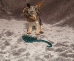 Small Photo #5 Yorkshire Terrier Puppy For Sale in WINDYVILLE, MO, USA