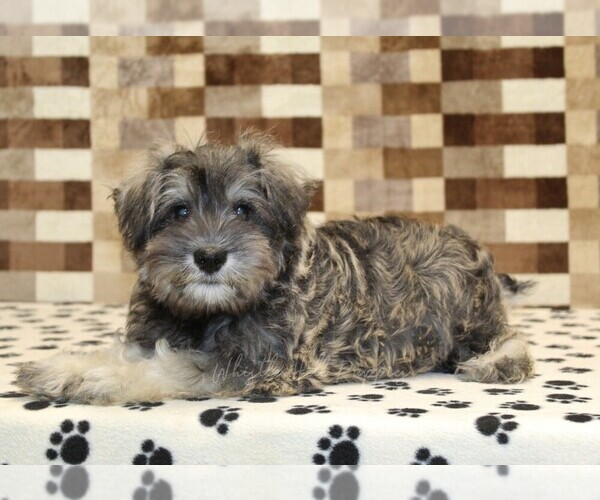 Medium Photo #2 Schnauzer (Miniature) Puppy For Sale in DENVER, PA, USA