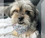 Small #3 Shih Tzu