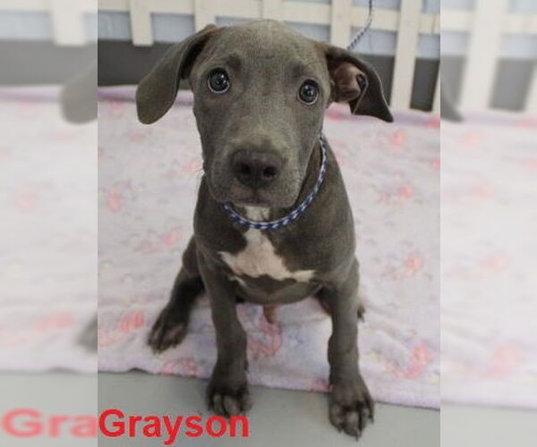 Medium Photo #2 Labrador Retriever-Unknown Mix Puppy For Sale in Mt. Laurel, NJ, USA