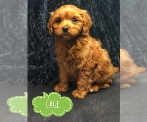 Cavapoo Puppy for Sale in BOWLING GREEN, Kentucky USA