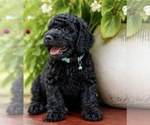 Puppy Baylor Poodle (Standard)