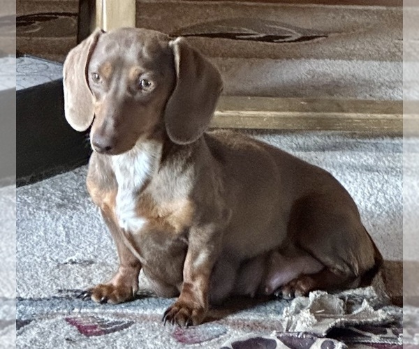 Medium Photo #1 Dachshund Puppy For Sale in WESTCLIFFE, CO, USA