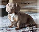 Small Photo #1 Dachshund Puppy For Sale in WESTCLIFFE, CO, USA