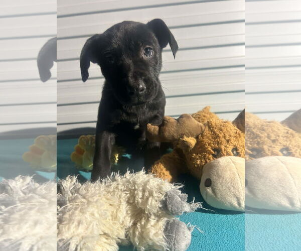 Medium Photo #1 Labrador Retriever-Unknown Mix Puppy For Sale in Tarrytown, GA, USA