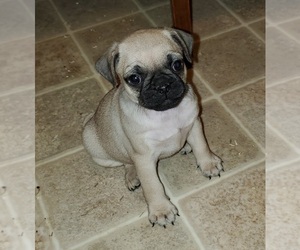 Pug Puppy for sale in ELLENSBURG, WA, USA