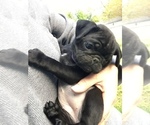 Small Photo #1 Pug Puppy For Sale in LEX PK, MD, USA