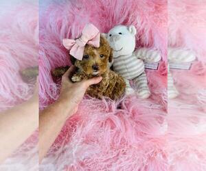 Medium Poodle (Toy)