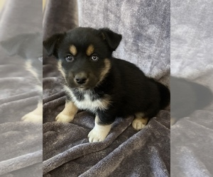 German Shepherd Dog-Siberian Husky Mix Puppy for sale in NORTH BLOOMFIELD, OH, USA