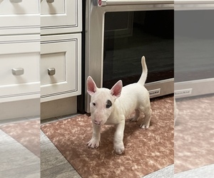 Bull Terrier Puppy for sale in BRONX, NY, USA