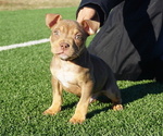 Puppy Twix American Bully