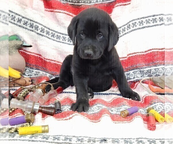 Medium Photo #2 Labrador Retriever Puppy For Sale in MERIDEN, KS, USA