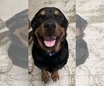 Small #7 Rottweiler