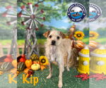 Small #3 Poodle (Miniature) Mix