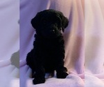 Small Photo #4 Goldendoodle Puppy For Sale in DYERSBURG, TN, USA
