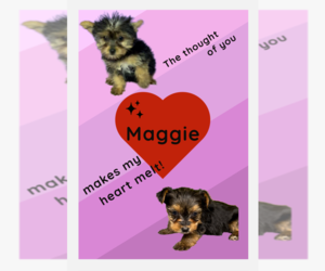 Yorkshire Terrier Puppy for sale in AZLE, TX, USA