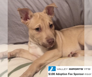 Siberian Husky-Unknown Mix Dogs for adoption in Fargo, ND, USA