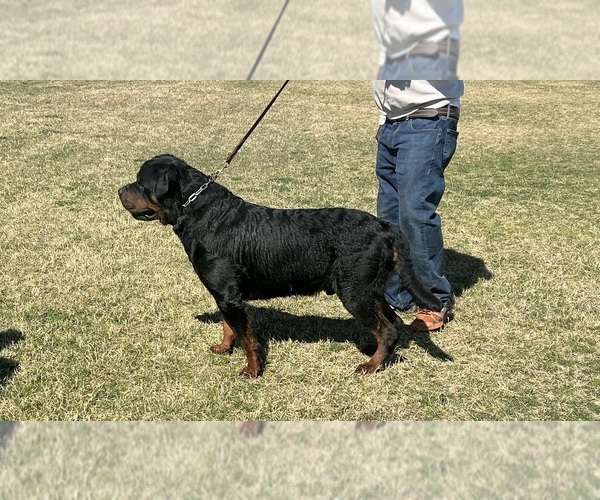 Medium Photo #1 Rottweiler Puppy For Sale in AVONDALE, AZ, USA