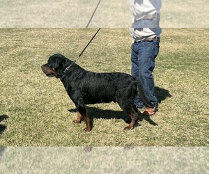 Father of the Rottweiler puppies born on 03/24/2025