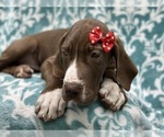 Small #1 Great Dane