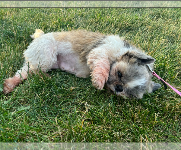 Medium Photo #3 Shih Tzu Puppy For Sale in Wheaton, IL, USA